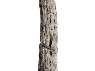  Tall Cut Decaying Flaking Tree Stump 