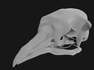 Pigeon skull 3D model