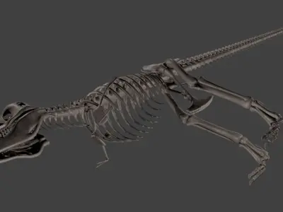 T-Rex skeleton 3D model