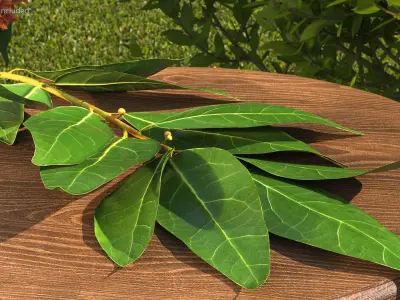 Laurus Nobilis Stem 3D model
