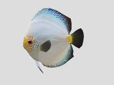 Discus  Realistic Animated Low-poly 3D model buy