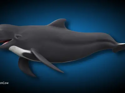 Pilot Whale 3D model buy