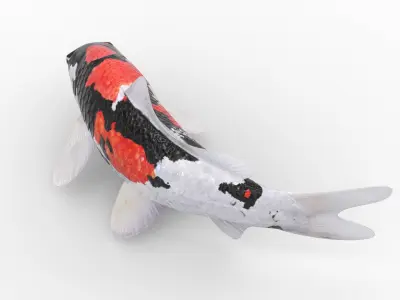 3D Koi fish 5 Animated 3D model
