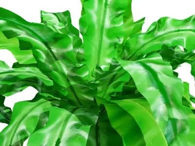 Bird Nest Fern 3D Model Low-poly 3D model