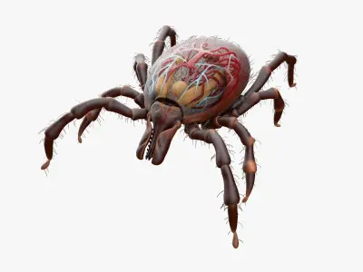 Tick Anatomy Static 3D model