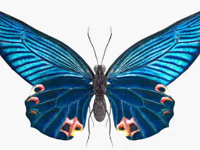 Animated Papilio Butterfly Flapping Wings Rigged for Cinema 4D 3D model