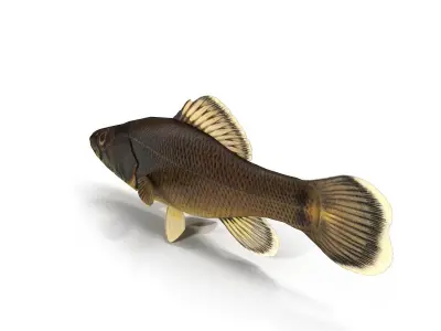 Pirate perch eastern Low-poly 3D model