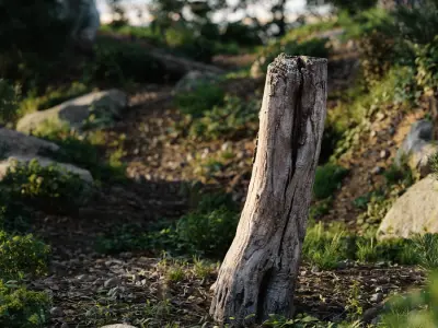  Tall Cut Bare Split Stump Model 