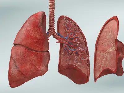 Anatomical Cross-Sectoion of LUNGS Low-poly 3D model