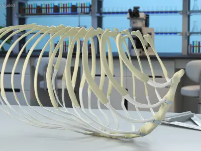  Anatomical Skeleton of Dog Rib Cage 