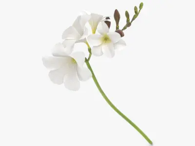  Freesia - White 