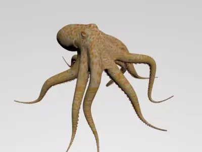 Octopus Low poly 3D model