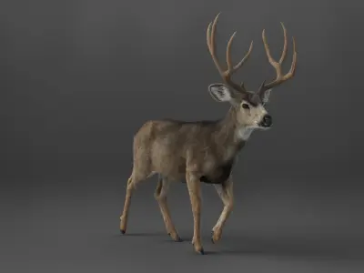 Mule Deer 3D model buy
