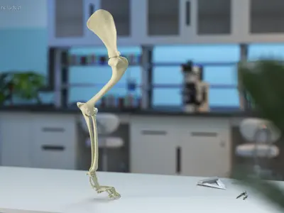  Anatomical Skeleton Left Forelimb of Dog 