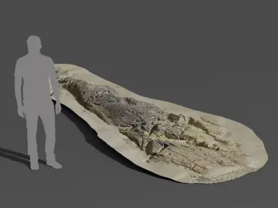  Large Flat Beach Rock Model  purchase