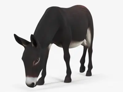  Farm Mammal Eating Dark Brown 