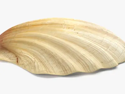 Sea Shell 2 3D model purchase