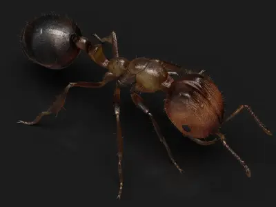 Ant ANIMATED 3D model