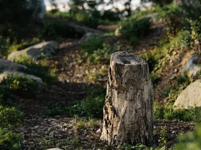 Medium Cut Decaying Mossy Stump Model 