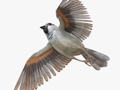 Sparrow Bird Rigged 3D model