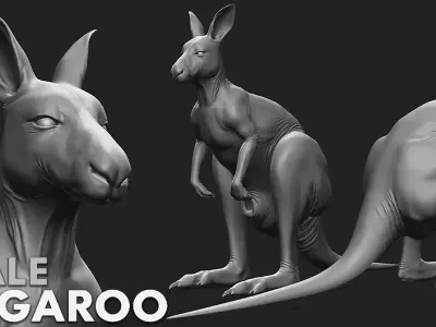 Kangaroo Female Topology UV Map Free 3D model