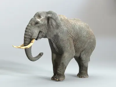  Elephant RIGGED  buy