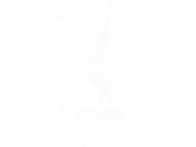  Rubber Plant Model  purchase