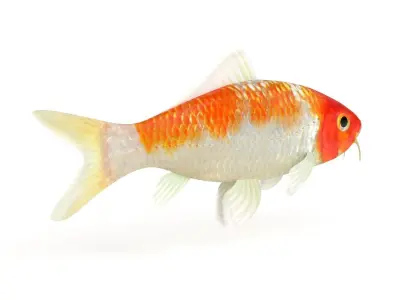Koi Fish 3D model get
