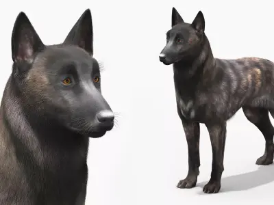 Dutch Shepherd Dog Running Fur Animated Rigged For Maya 3D model