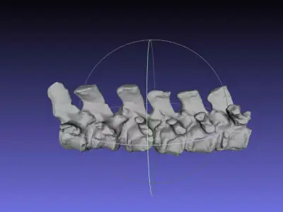 Psittacosaurus Dorsal Vertebrae 5 thru 10 Free 3D print model