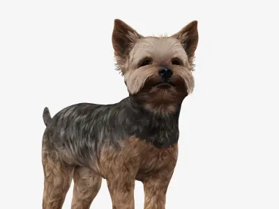 Dog Yorkshire Terrier Low-poly 3D model