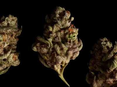 Realistic Cannabis Bud 01 3D model