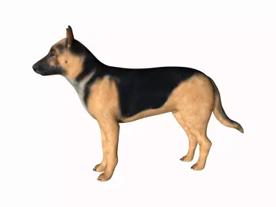 German Shepherd Low-poly 3D model