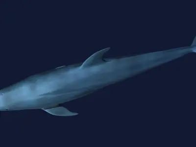 Bottlenose Dolphin 3D model