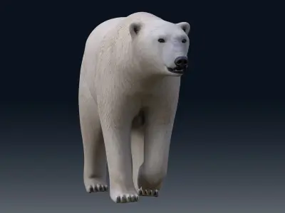 Polar Bear NO FUR 3D model