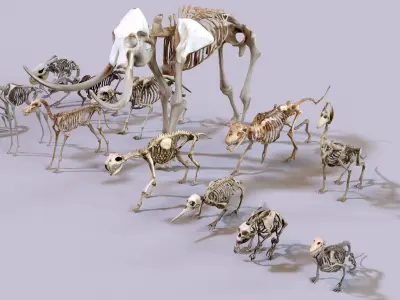 Ultimate Skeleton and Skull Pack - 62 game-ready lowpoly assets Low-poly 3D model