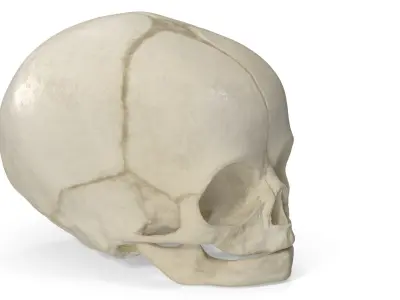 Anatomical Human Skulls Collection 2 3D model