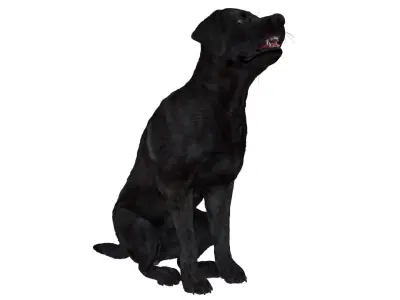 Black Begging Labrador Dog Fur Animated Rigged for Cinema 4D 3D model purchase
