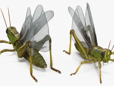 Common Field Grasshopper 3D Model