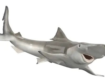 Realistic Spadenose Shark Rigged for Cinema 4D 3D model