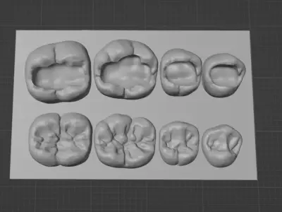 Dental training model of lower teeth 3D model