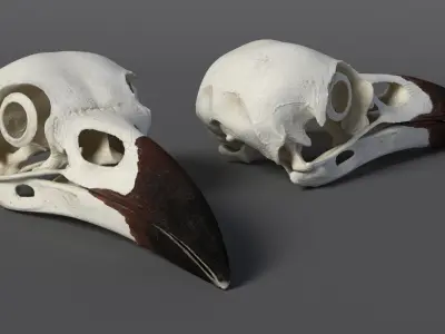  Detailed Crow Raven Skull with Eye Support Bone 