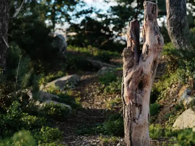 Tall Cut Deciduous Stump Model 
