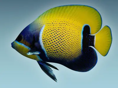 Anglefish 7 butterfly fish 3D model