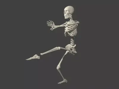 Skeleton With Rig 3D model