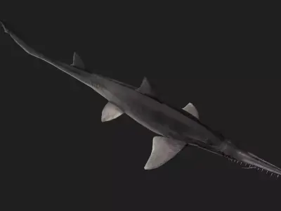 Shark Low-poly 3D model 38