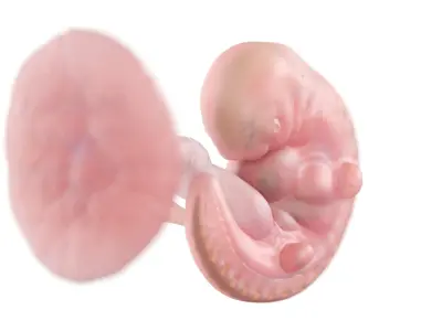 Fetus Anatomy Week 5 Animated 3D model