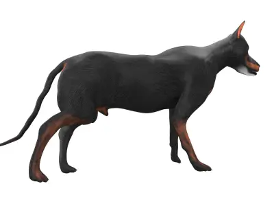 Doberman Low-poly 3D model