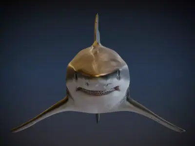 Shark 3D model order