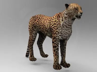 Cheetah - Rigged - Animated Low-poly 3D model